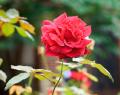 IMG_0486 rose